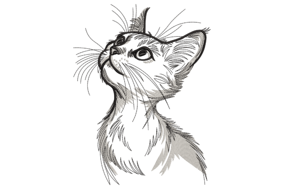 Curious Kitten Looking Up